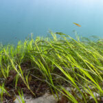 Ocean Conservation Trust - Seagrass